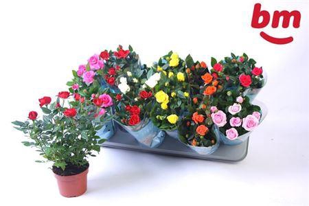 <h4>Ro B Monde Gem 7 Srt</h4>