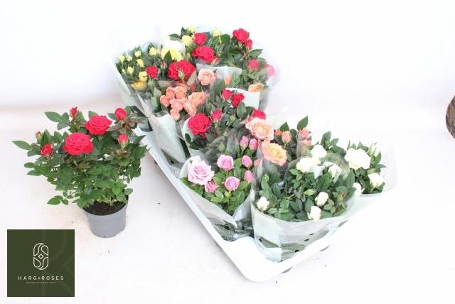 <h4>RO KORDANA GEM 5 SRT</h4>