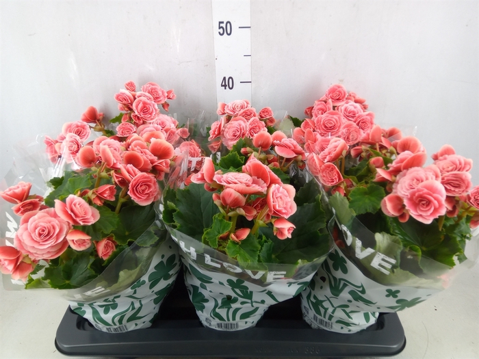 <h4>Begonia elat. DU 'Borias'</h4>