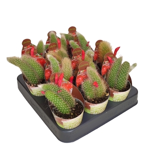 HILDEWINTERA COLADEMONONIS - POT Ø6,5 - COLLECTION WITH POTCOVER (CACTUS)