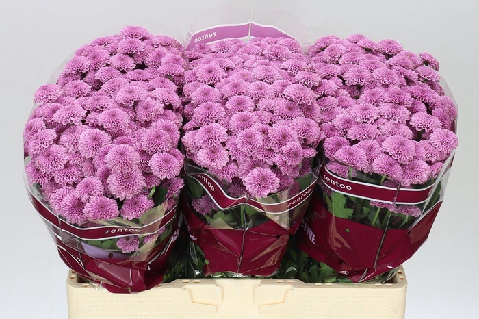 <h4>Sant Kismo Pink</h4>