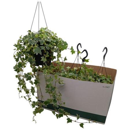 <h4>Hed He Esther</h4>