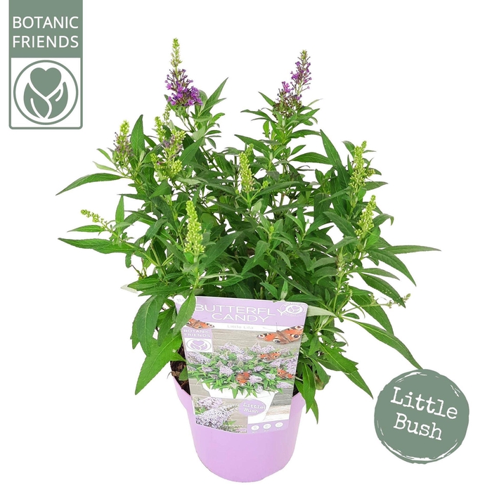<h4>Buddleja Butterfly Candy Little Lil</h4>