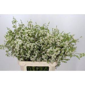 Chamelaucium Ofir