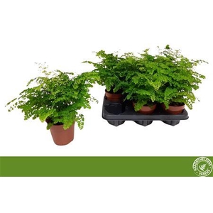 Adian Rad Fritz-luth