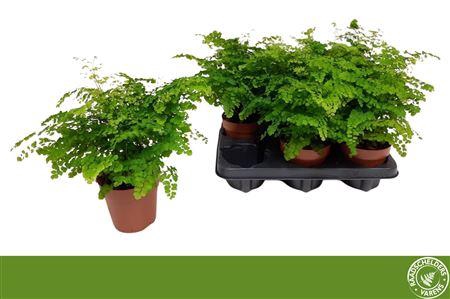 <h4>Adian Rad Fritz-luth</h4>