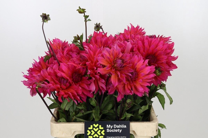 <h4>DAHLIA DAHLIA PINK PUNK</h4>