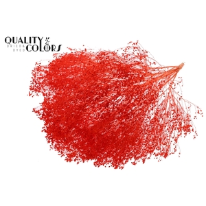 Broom Bloom p/bunch in poly Bleached Coral