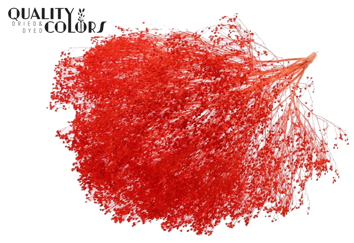 <h4>Broom Bloom p/bunch in poly Bleached Coral</h4>