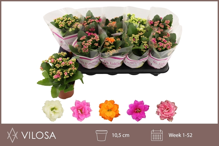 <h4>Kal Ge Gem 5 Kl</h4>