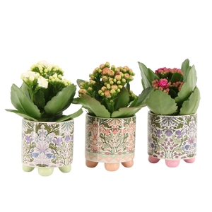 7502518: Solutionss Contradiction Kalanchoe