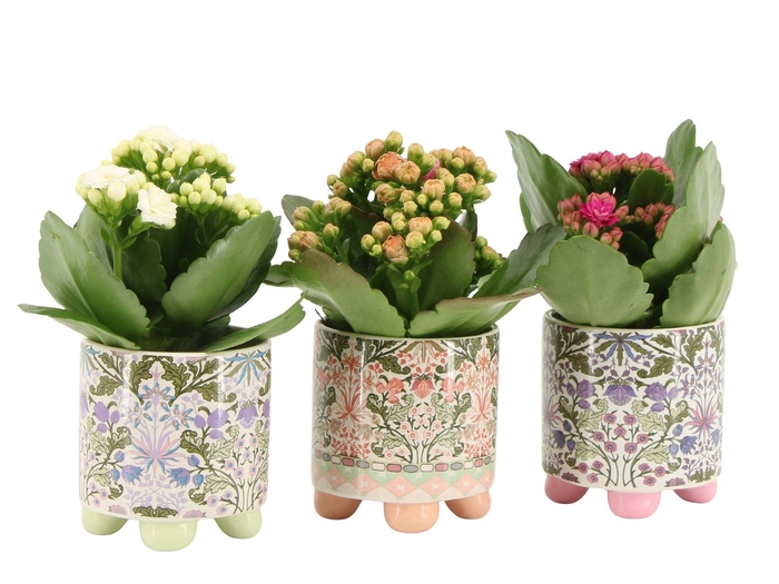 <h4>7502518: Solutionss Contradiction Kalanchoe</h4>