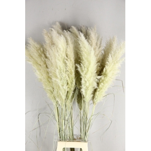 DF Pampas Dried  Hollands