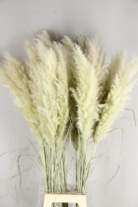 <h4>DF Pampas Dried Hollands</h4>