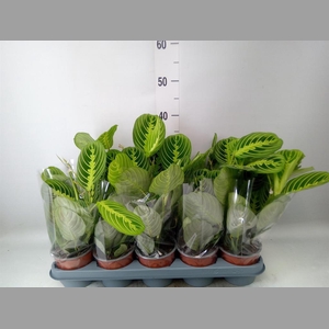 Maranta leuc. 'Lemon'