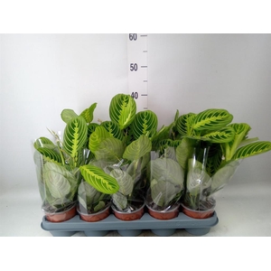 Maranta leuc. 'Lemon'