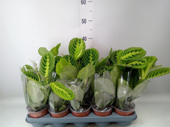 <h4>Maranta leuc. 'Lemon'</h4>