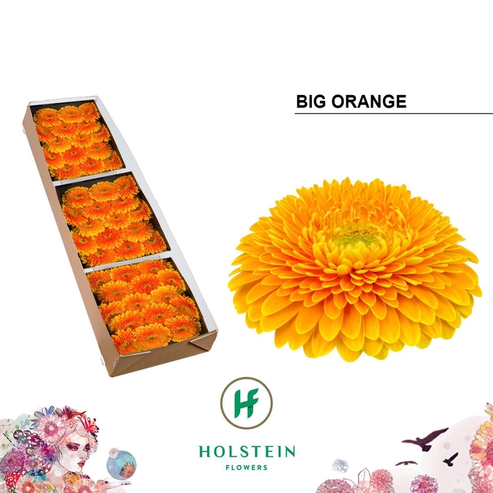 <h4>Gerbera Pomponi Big Orange Doos</h4>
