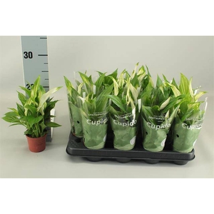 Spathiphyllum Pearl Cupido 7Ø 25cm 2fl