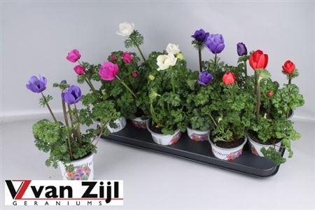 <h4>Anem Co Harm Gem</h4>