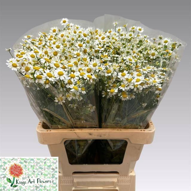 <h4>TANA PA CAMERON</h4>