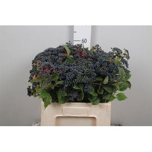 Viburnum Dark Bl Herman