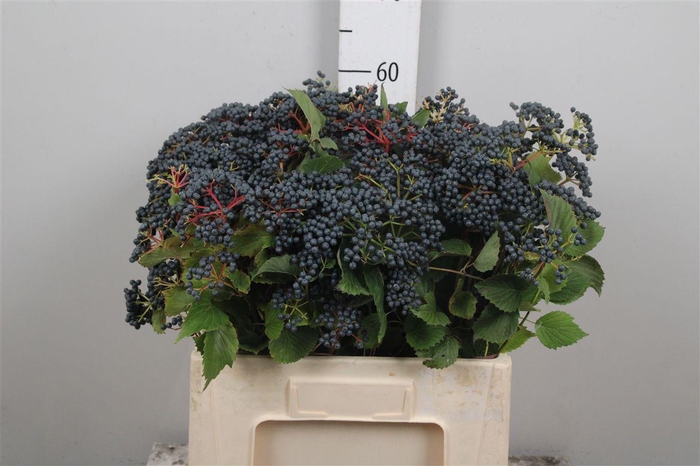 <h4>Viburnum Dark Bl Herman</h4>