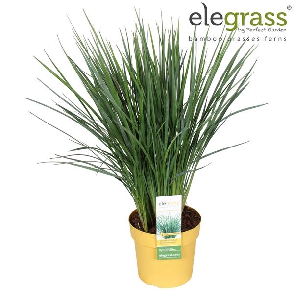 <h4>Dianella caerulea</h4>