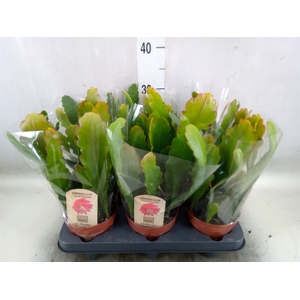 Epiphyllum   ...