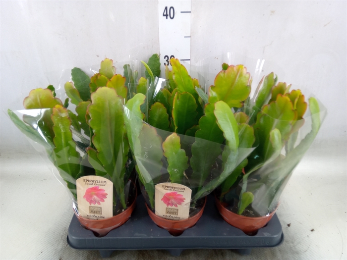 <h4>Epiphyllum   ...</h4>