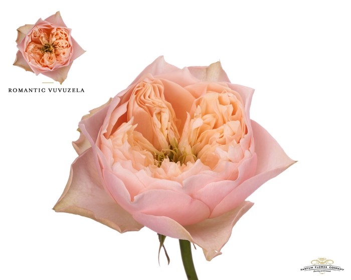 <h4>Rosa GR 'Romantic Vuvuzela'</h4>