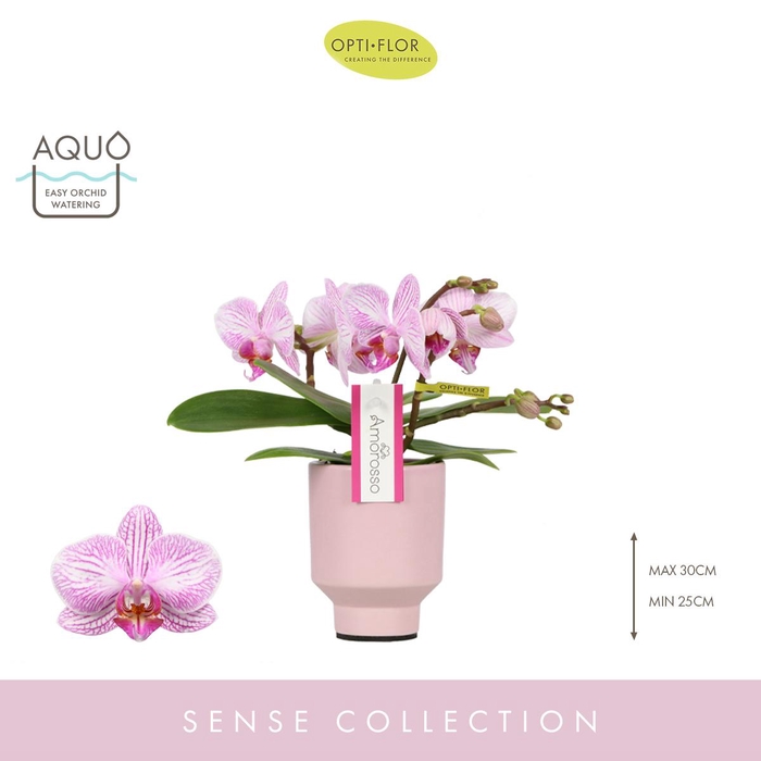 <h4>Amorosso Merlini 3 spike in Emilia Pink Aquo</h4>