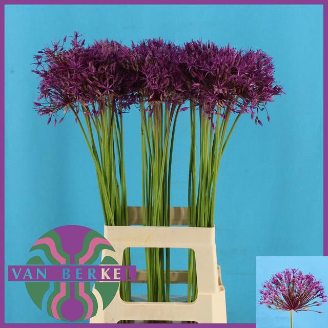 <h4>ALLIUM PURPLE RAIN</h4>