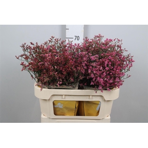 Lim Sin China Passion