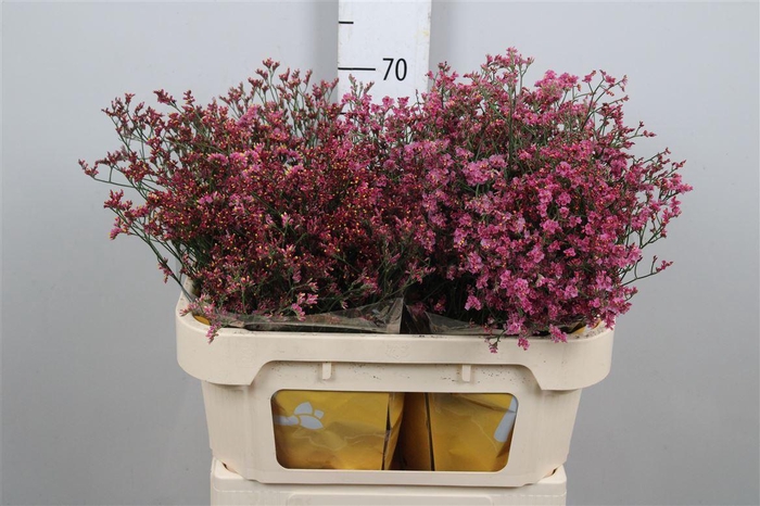 <h4>Lim Sin China Passion</h4>