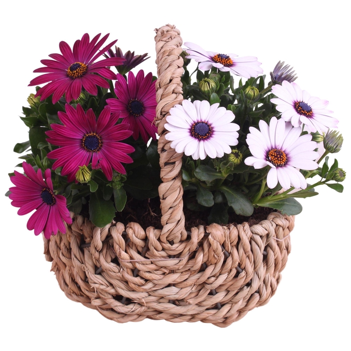 <h4>Spring Flower Arr. Outdoor Waterhyacint Handle Basket Ø21cm 2PP</h4>
