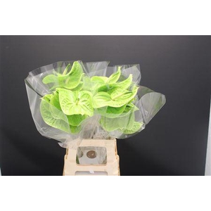 Anthurium Grand Slam