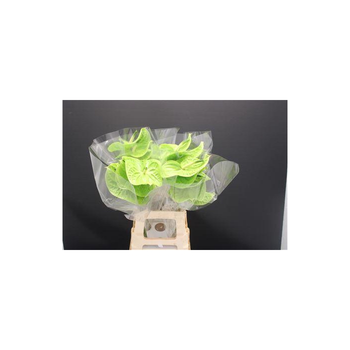 <h4>Anthurium Grand Slam</h4>