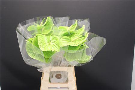 <h4>Anthurium Grand Slam</h4>