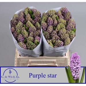 HYAC PURPLE STAR