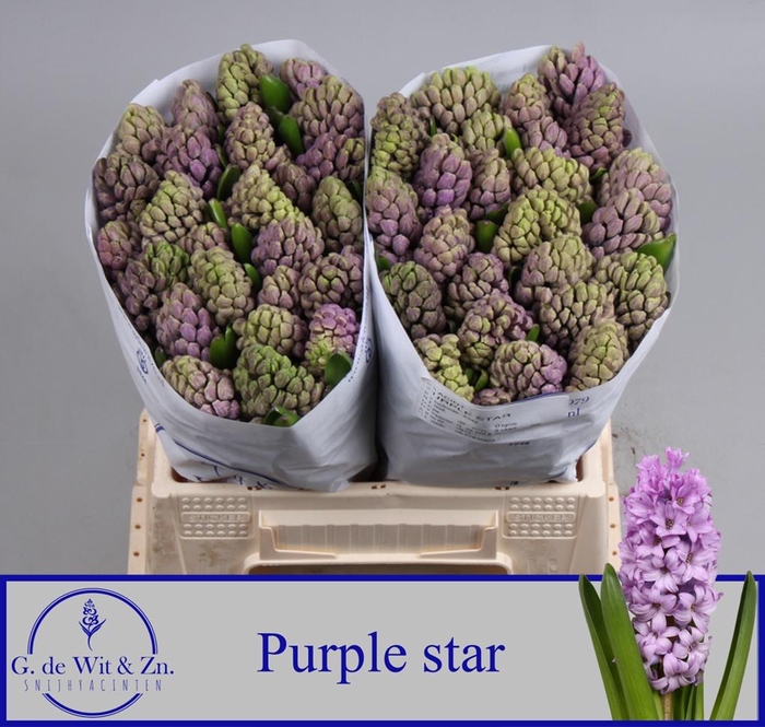 <h4>HYAC PURPLE STAR</h4>