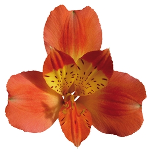 ALSTROEMERIA TROPICANA 080 CM