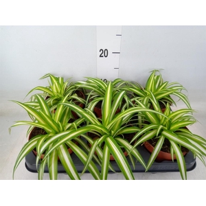 Chlorophytum com. 'Variegatum'