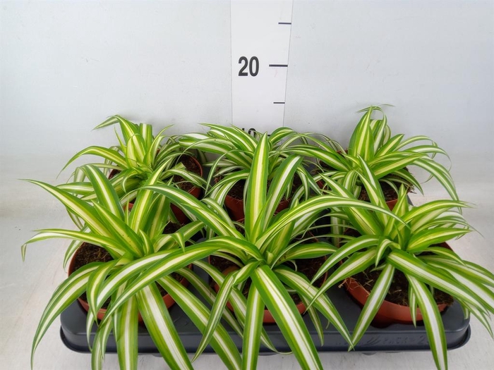 <h4>Chlorophytum com. 'Variegatum'</h4>