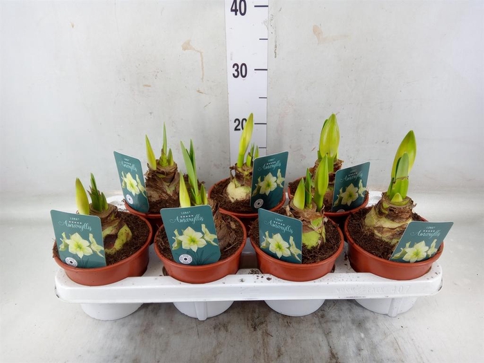 <h4>Hippeastrum ...</h4>