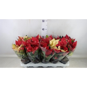 Euphorbia pulc. 'Superba New Glitt'