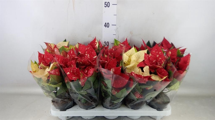 <h4>Euphorbia pulc. 'Superba New Glitt'</h4>