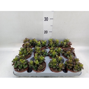 Crassula ovata 'Minor'