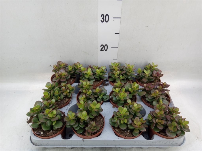 <h4>Crassula ovata 'Minor'</h4>