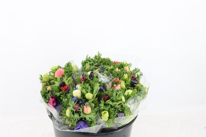 Anem Co Jerusal Mixed